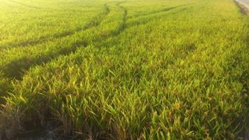 Terreno en venta en Cullera, Cullera photo 0