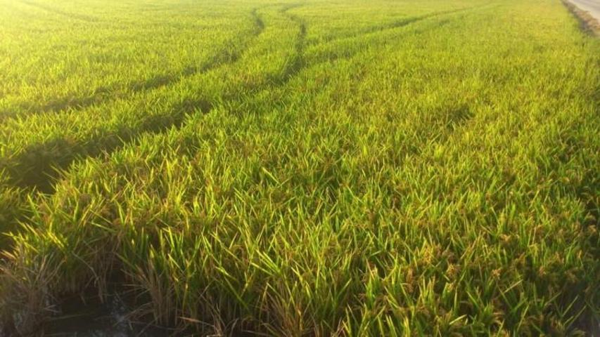 Terreno en venta en Cullera, Cullera photo 0