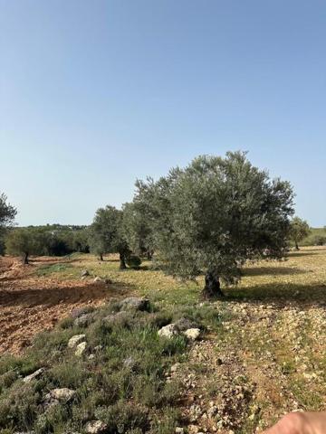 Terreno en venta en Morata de Tajuña photo 0