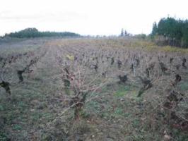 Terreno en venta en Cabañas Raras, Cabañas raras photo 0