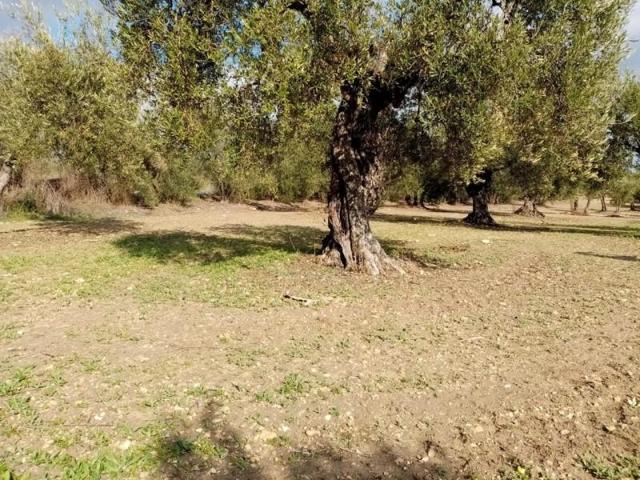Terreno en venta en Arahal, Arahal photo 0