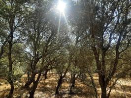 Terreno en venta en Torreorgaz, Extremadura photo 0