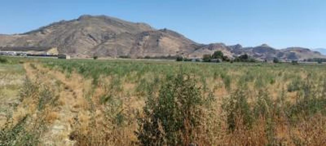 Terreno en venta en Pinos Puente, Tarquinar-pedro ruiz photo 0