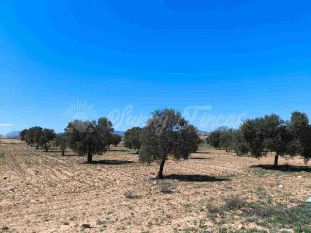 Terreno en venta en Yecla photo 0