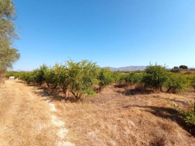 Terreno en venta en Albatera, ALBATERA photo 0