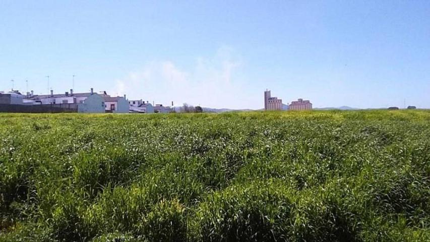 Terreno en venta en Osuna, Granadillo photo 0