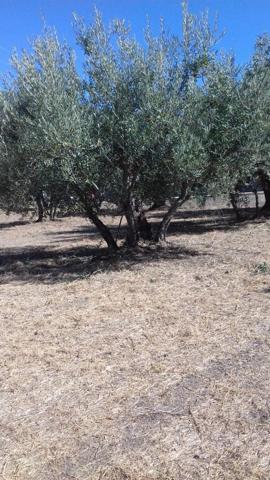 Terreno en venta en El Torno, Cruce El Torno pol, 10617 photo 0