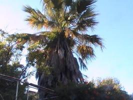 Terreno en venta en Casar de Palomero, CASAR DE PALOMERO photo 0