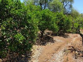 Terreno en venta en Vega de San Mateo, Vega de san mateo ciudad gran canaria photo 0