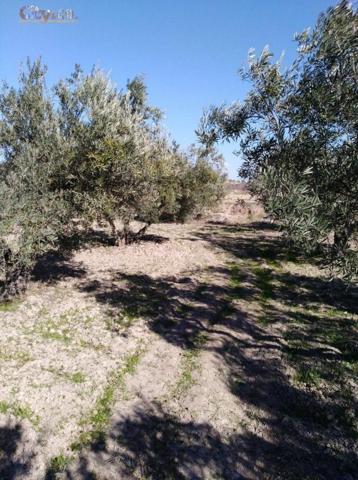 Terreno en venta en Bullas, La Copa photo 0