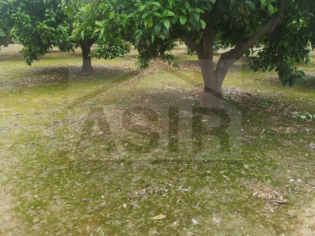 Terreno en venta en Alzira photo 0
