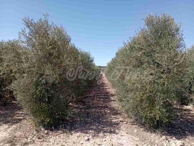 Terreno en venta en Caudete photo 0