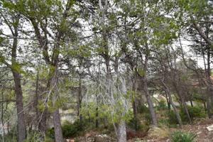 Terreno en venta en Sant Pere de Ribes, Can Pere de la Plana - Pineda Park photo 0