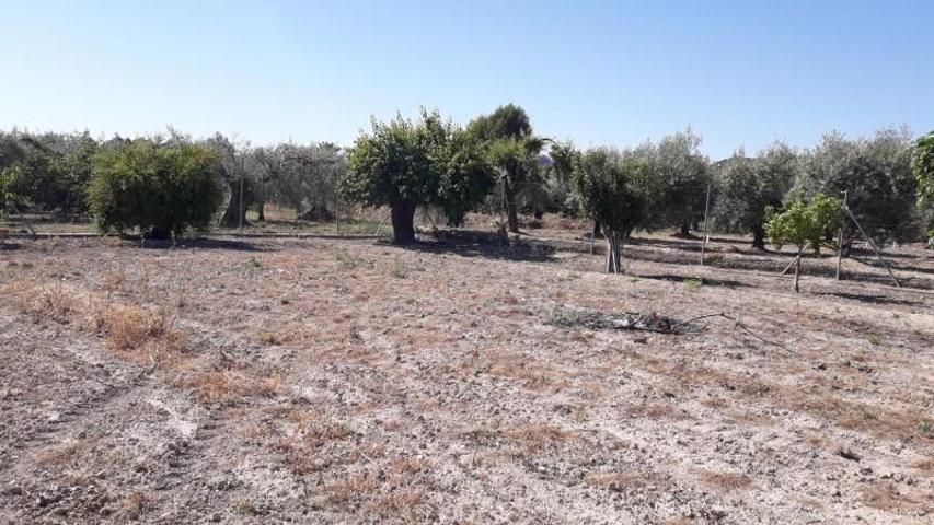 Terreno en venta en Moratalla photo 0