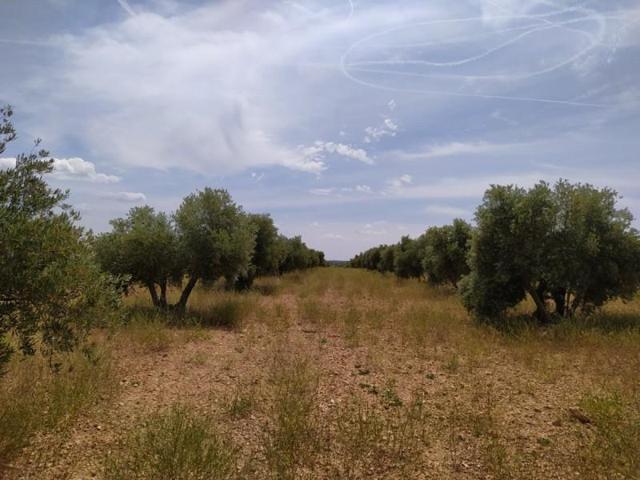 Terreno en venta en Tomelloso, Ciudad Real - Tomelloso photo 0
