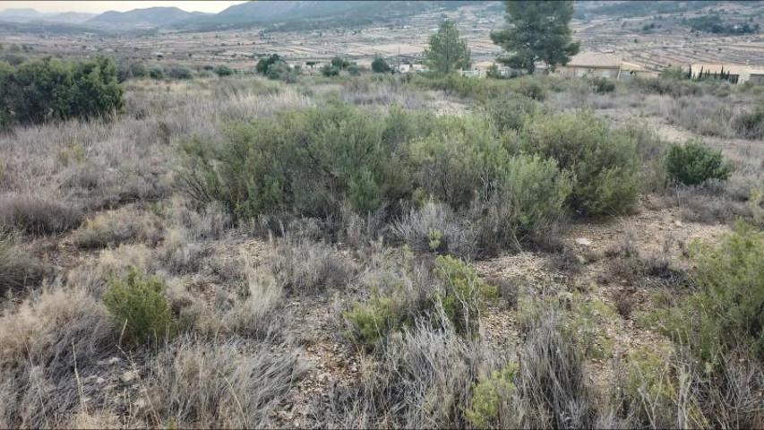 Terreno en venta en La Romana, EL ALGAYAT photo 0