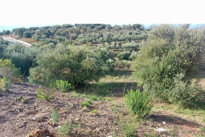 Terreno en venta en Nívar, CENTRICO photo 0