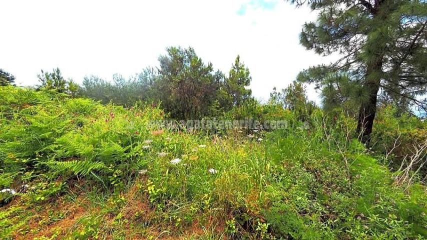 Terreno en venta en Icod de los Vinos, Tenerife North photo 0