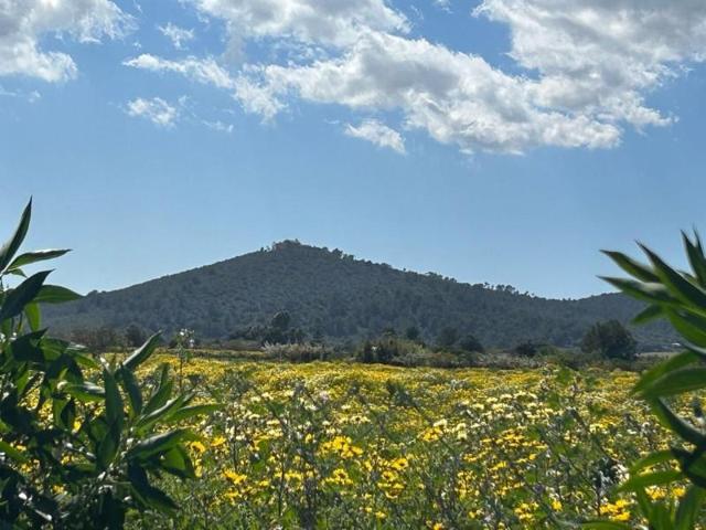 Terreno en venta en Porreres, A las afueras photo 0