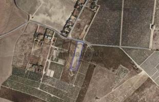 Terreno en venta en Sanlúcar de Barrameda, Monte Olivete photo 0