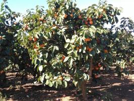 Terreno en venta en Benifaió, Benifaió photo 0