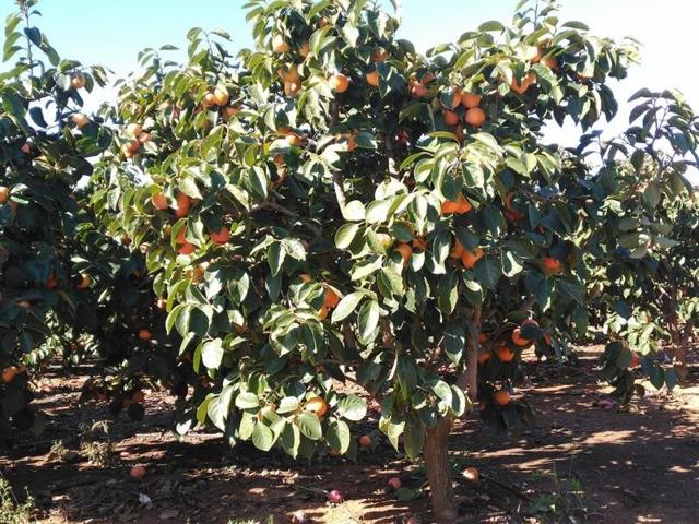 Terreno en venta en Benifaió, Benifaió photo 0