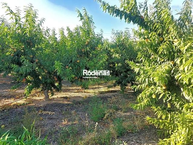 Terreno en venta en Jumilla, HERRADA DEL TOLLO photo 0