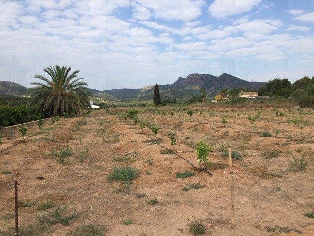 Terreno en venta en Albalat dels Tarongers, MONTAÑA photo 0