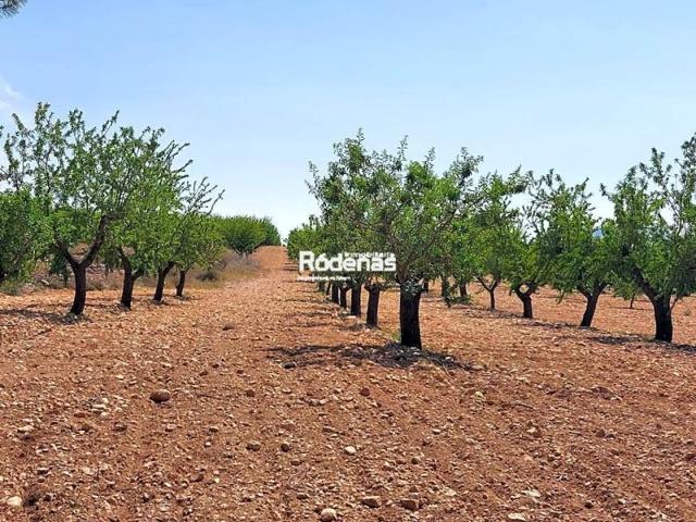 Terreno en venta en Jumilla photo 0