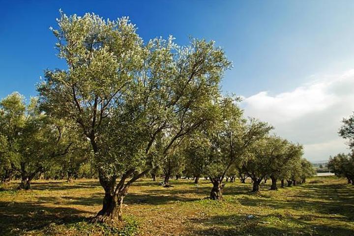 Terreno en venta en Guillena, Las pajanosas photo 0