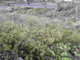 Terreno en venta en Icod de los Vinos, Calle Cecilio Montes, 38430 photo 0