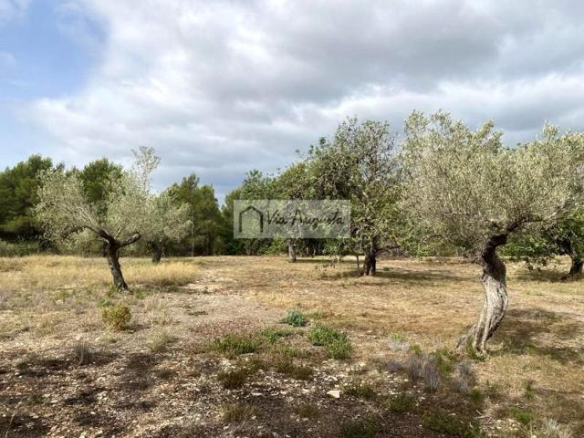 Terreno en venta en el Perelló, Mas de Baralluga, 43519 photo 0
