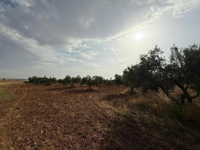 Terreno en venta en Carmona, Carmona photo 0