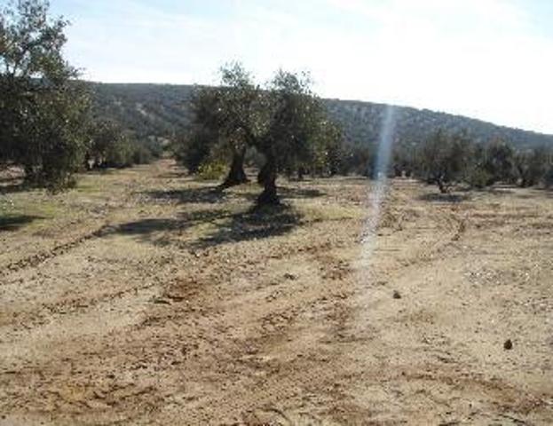 Terreno en venta en Bailén, Bailen photo 0