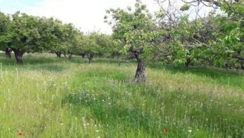 Terreno en venta en Moratalla photo 0