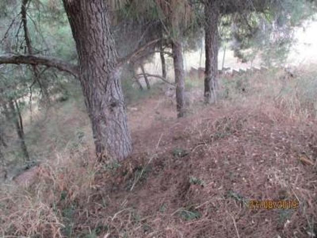 Terreno en venta en Jorba, PLA DE LA TORROELLA photo 0
