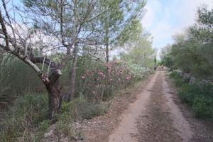 Terreno en venta en Llubí, AFUERAS DE LLUBI photo 0