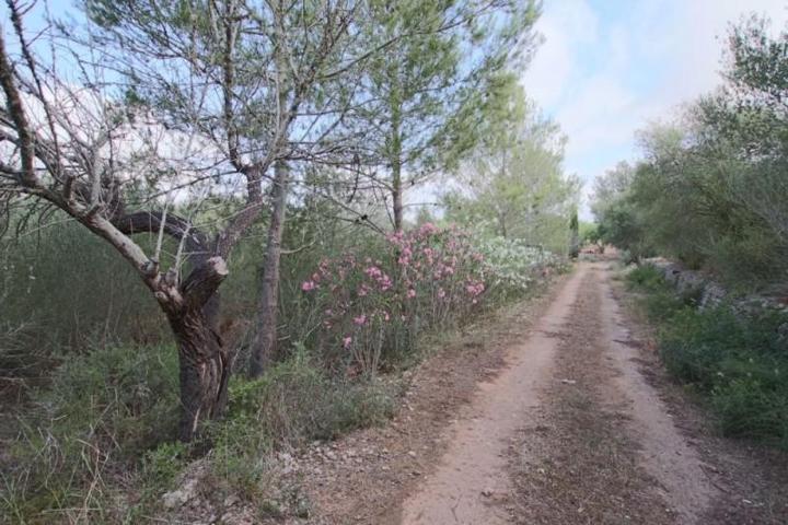 Terreno en venta en Llubí, AFUERAS DE LLUBI photo 0