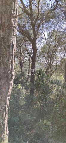 Terreno en venta en Canyelles, California photo 0