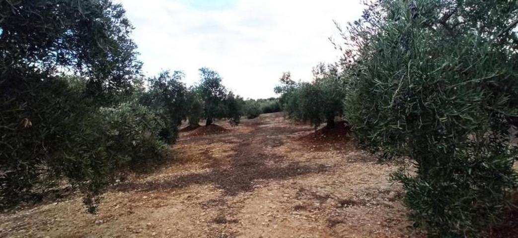 Terreno en venta en Villatorres, Villatorres photo 0