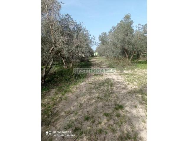 Chalet en venta en Chiclana de la Frontera photo 0