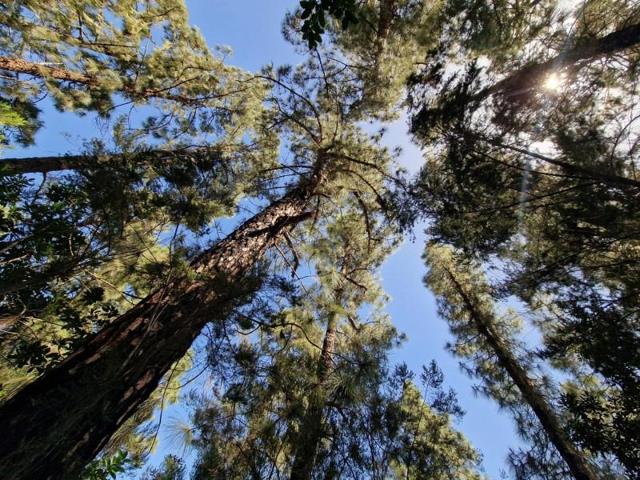 Terreno en venta en Icod de los Vinos, Las Abiertas photo 0