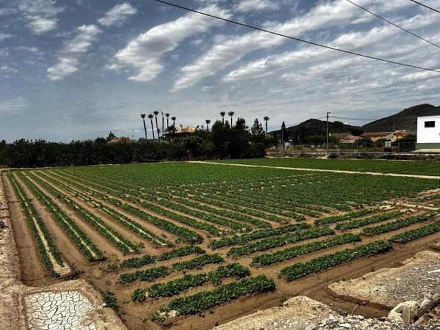 Terreno en venta en Murcia, La Orilla del Azarbe photo 0