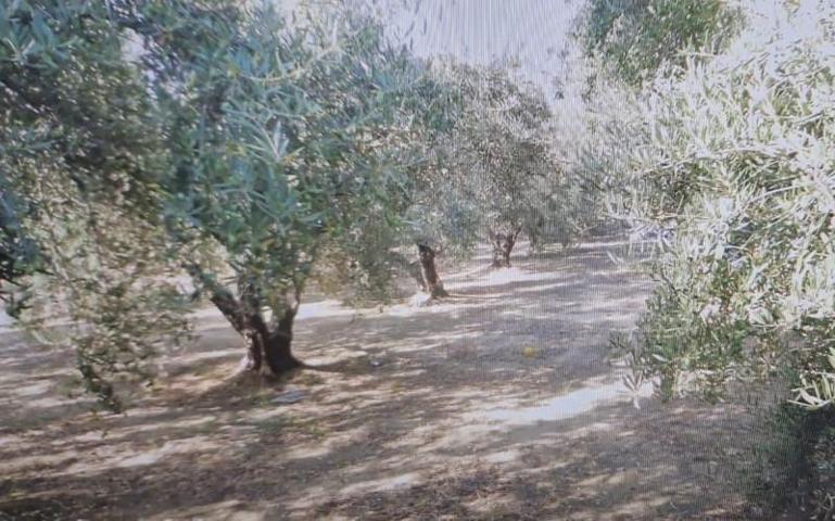 Terreno en venta en Elche, Elche photo 0