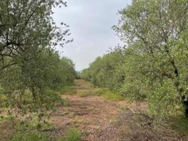 Terreno en venta en Sagunto, Sagunto photo 0