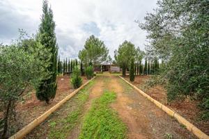 Terreno en venta en Algaida, Algaida photo 0