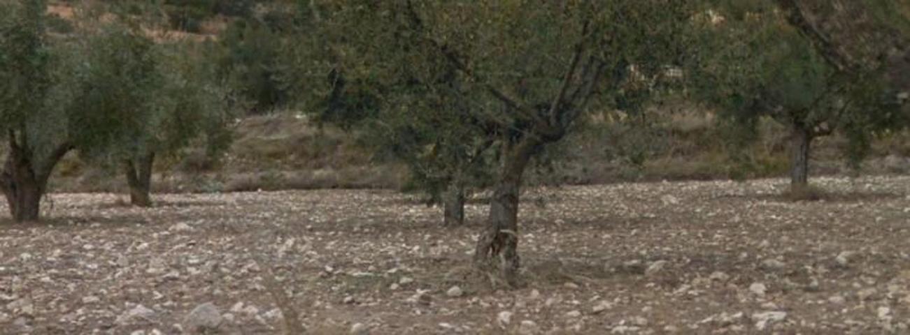 Terreno en venta en Ibi, Campos photo 0