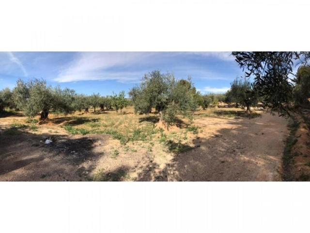 Terreno en venta en Hellín, Hellín photo 0