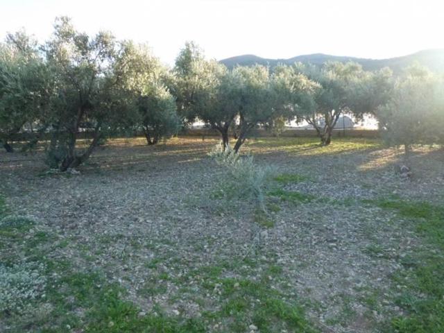 Terreno en venta en Dalías, CAMPO DE FUTBOL photo 0
