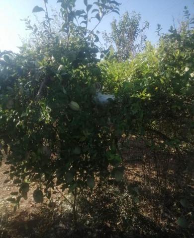 Chalet en venta en Castellón de la Plana, Carrefour photo 0